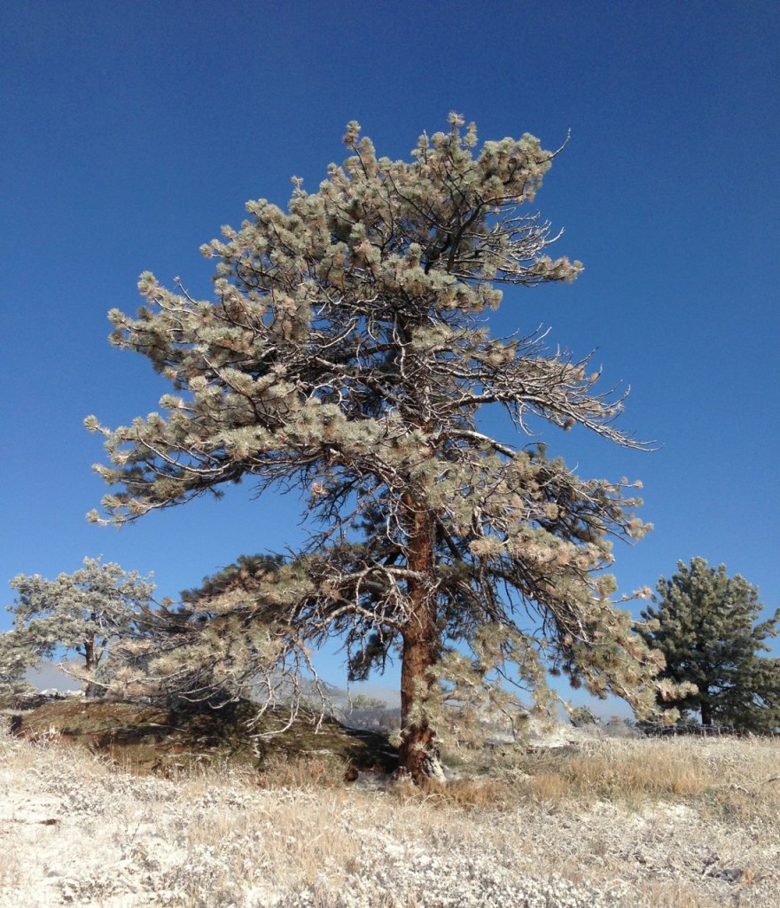 Ancient Pine